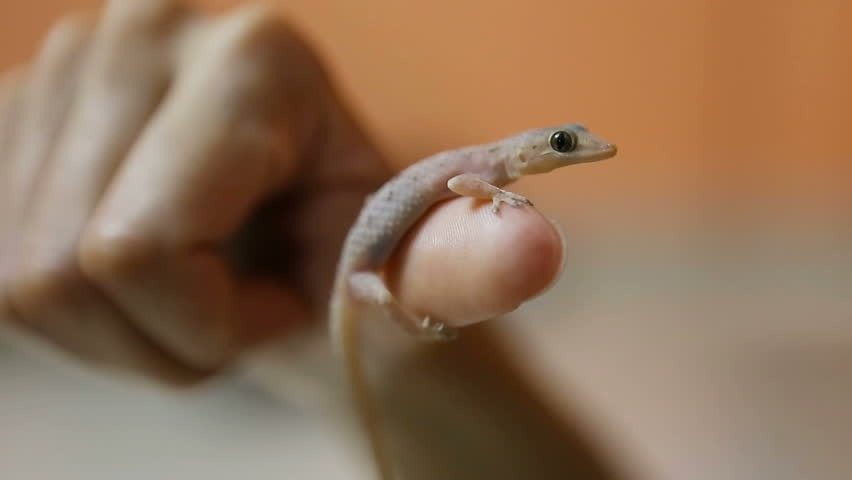 Ein neunjähriges Mädchen glaubte, im Wald eine Eidechse gefunden zu haben. Als der Tierarzt es sah, rief er: „Um Gottes Willen, zurücktreten!“ ➤ Globenow.info