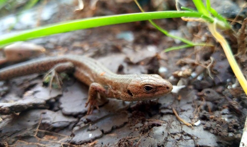 Una niña de 9 años pensó que había encontrado un lagarto en el bosque. Cuando el veterinario lo vio, exclamó: «¡Dios mío, retroceda!»
