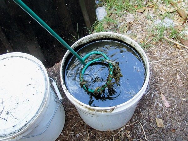 ¿Qué sucede cuando plantas gelatina en el jardín?