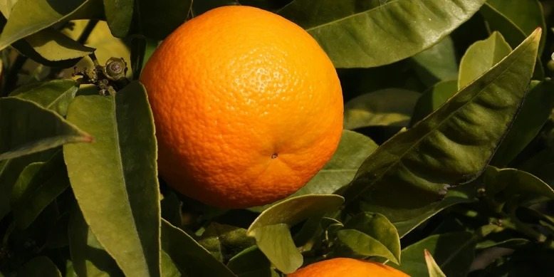 Warum es sich manchmal lohnt, eine Orange zu „verbrennen“ und welche Vorteile das bietet.