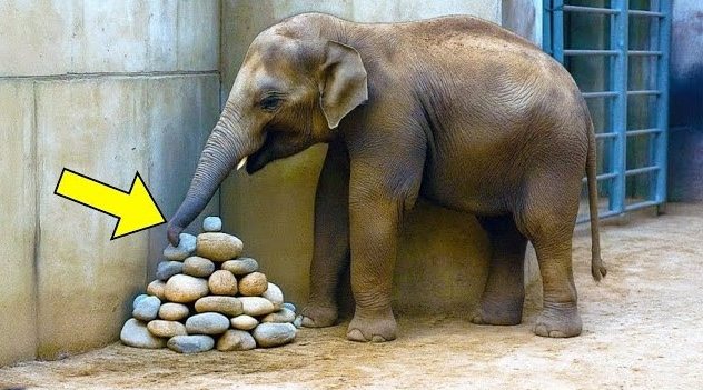 Elefanten legten Steine ​​in Gehegeecke – Experten fanden den Grund heraus…