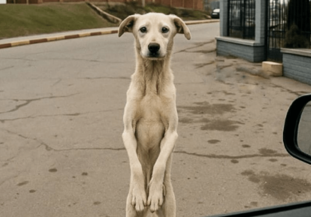 Tras años separados, este perro callejero vuelve a ver a su dueño: ¡No creerás lo que hace!